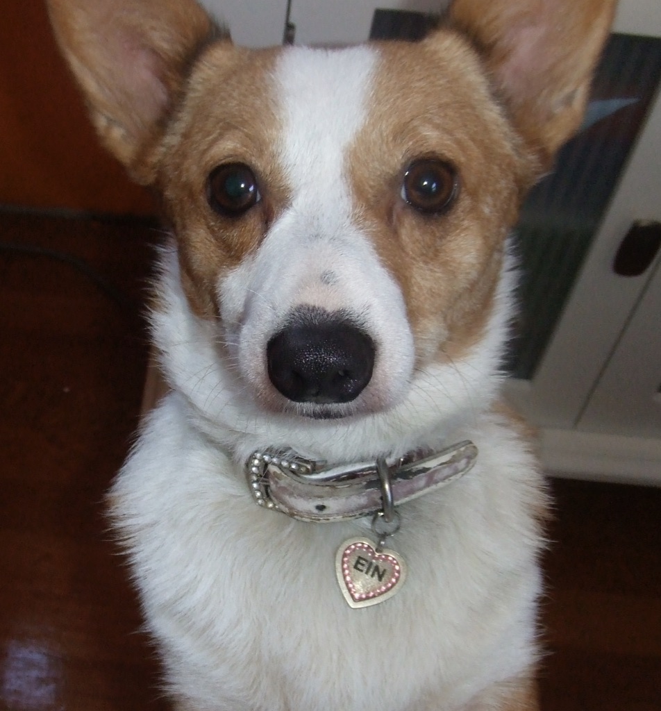 picture of Corgi dog looking directly into camera