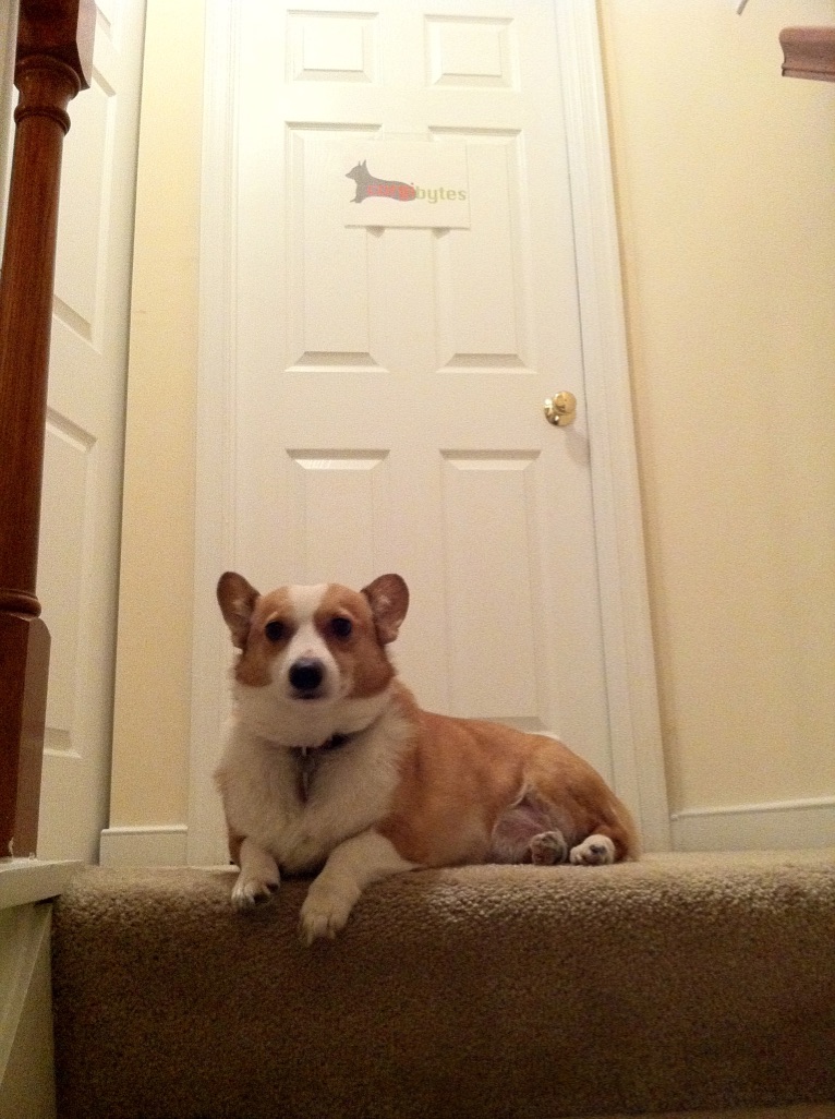 Corgi dog sitting at top of staircase with a door in the background with the Corgibytes logo on it