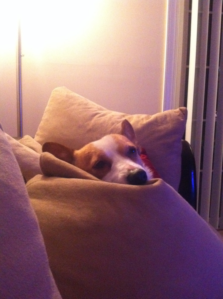 Corgi dog resting in pillows with only its face visible