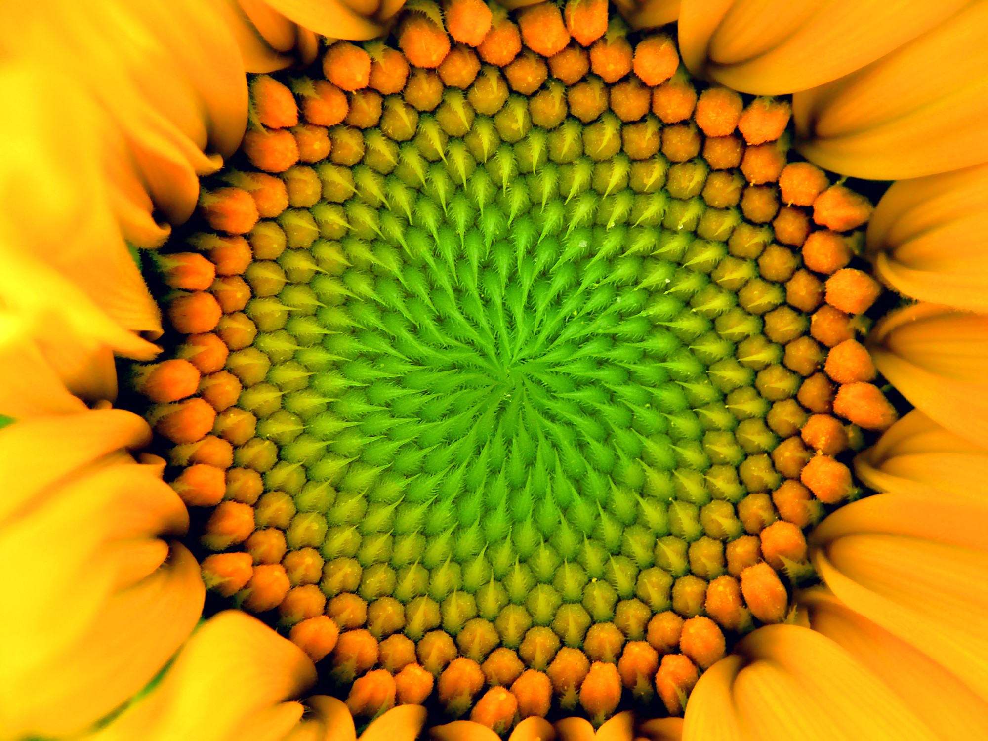 Close up of a sunflower.
