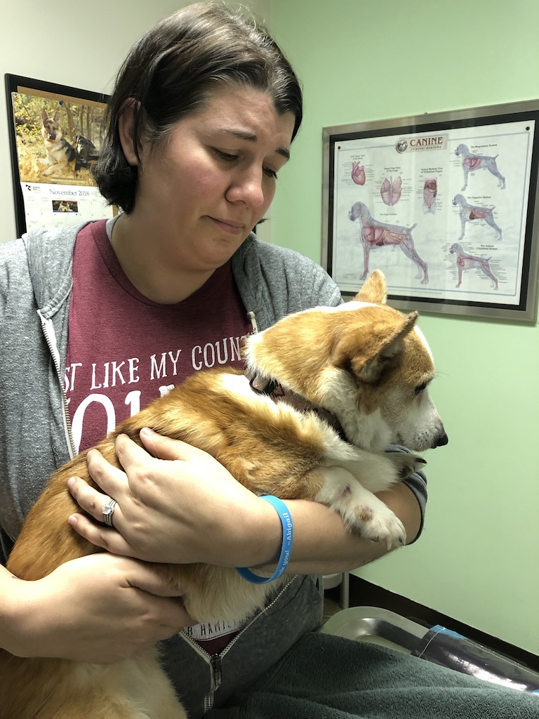 a woman holding a Corgi dog in a veterinary office