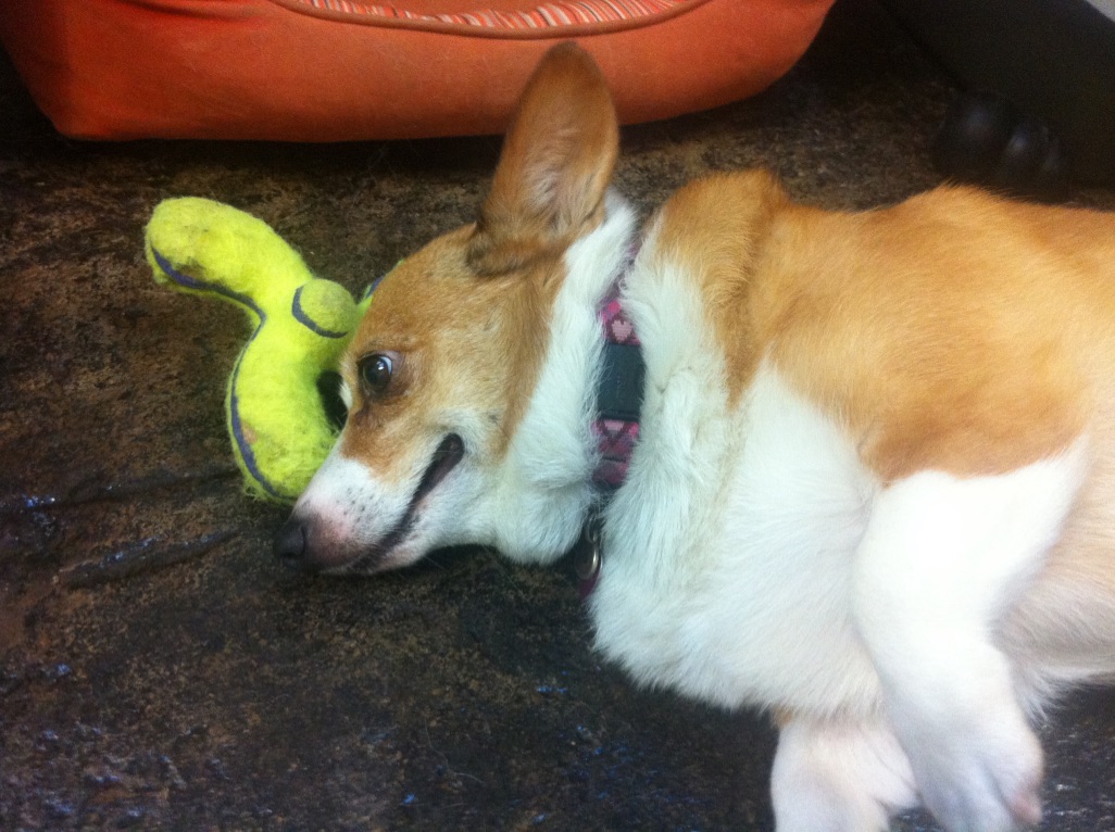 a Corgi dog with its head resting on a chew toy