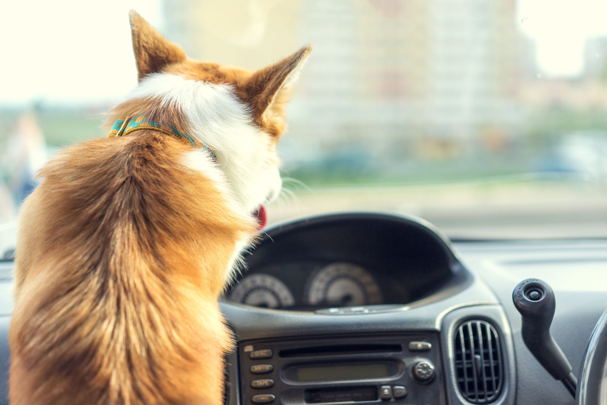 Corgi driving a car.